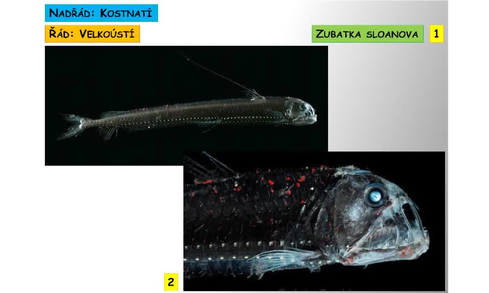 1. náhled výukového kurzu Systém a evoluce strunatců – systém ryb – kostnatí (velkoústí, hlubinovky, ostnojazyční)