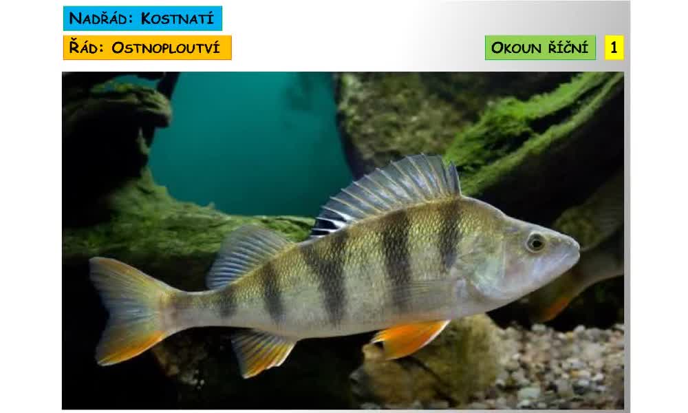 1. náhled výukového kurzu Systém a evoluce strunatců - systém ryb - kostnatí (ostnoploutví, volnoostní)