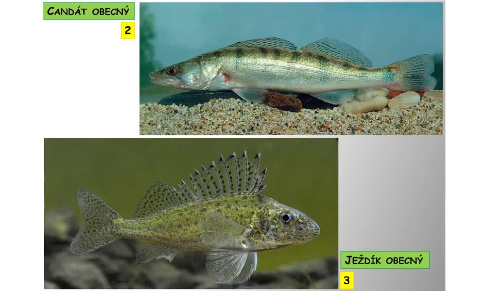3. náhled výukového kurzu Systém a evoluce strunatců - systém ryb - kostnatí (ostnoploutví, volnoostní)