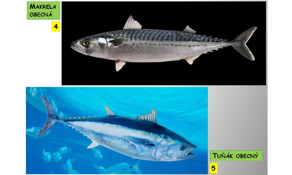 4. náhled výukového kurzu Systém a evoluce strunatců - systém ryb - kostnatí (ostnoploutví, volnoostní)