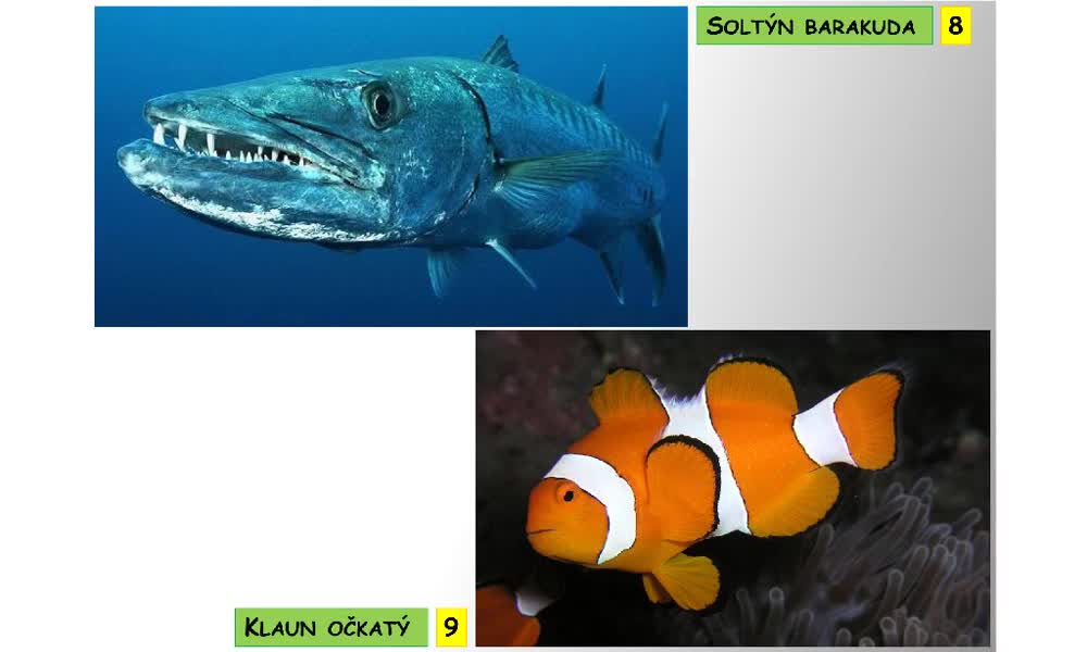6. náhled výukového kurzu Systém a evoluce strunatců - systém ryb - kostnatí (ostnoploutví, volnoostní)