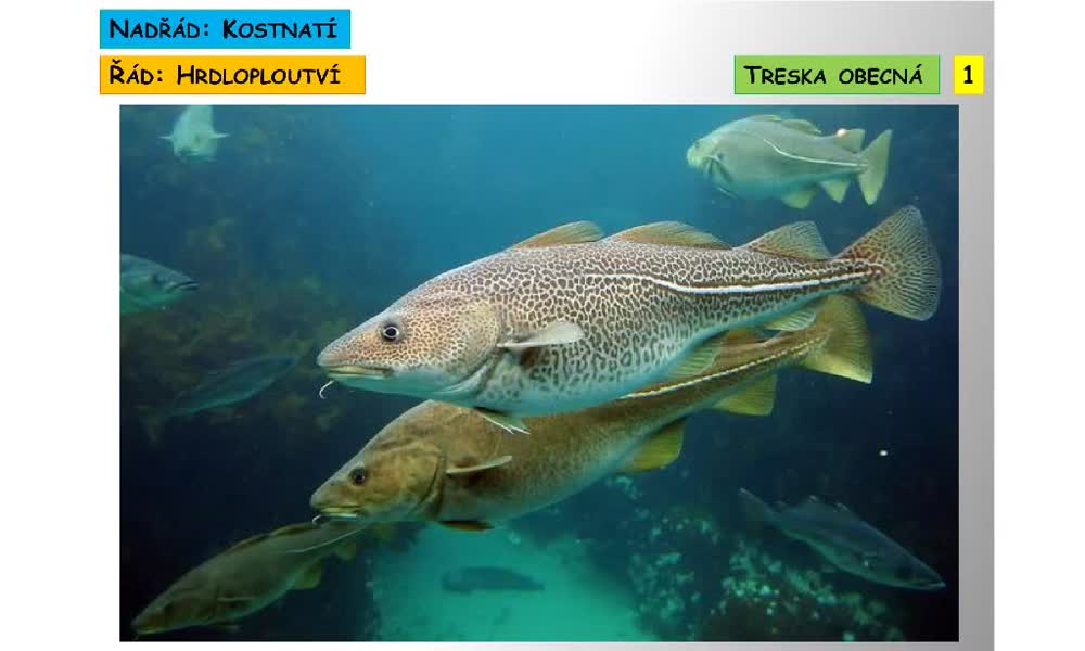 1. náhled výukového kurzu Systém a evoluce strunatců - systém ryb - kostnatí (hrdloploutví, platýsi, čtverzubci)