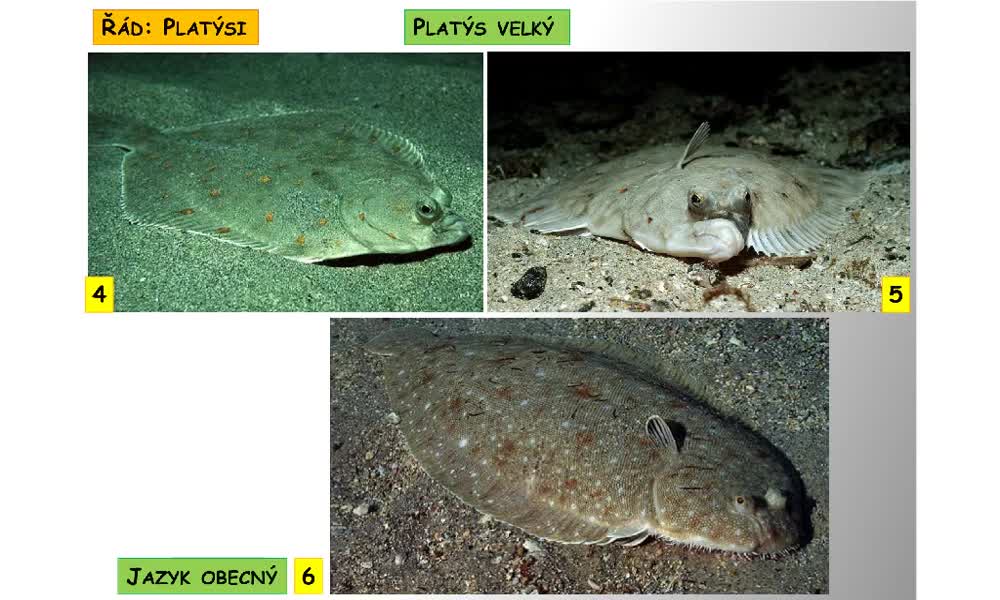 3. náhled výukového kurzu Systém a evoluce strunatců - systém ryb - kostnatí (hrdloploutví, platýsi, čtverzubci)