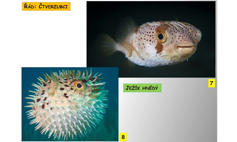 4. náhled výukového kurzu Systém a evoluce strunatců - systém ryb - kostnatí (hrdloploutví, platýsi, čtverzubci)