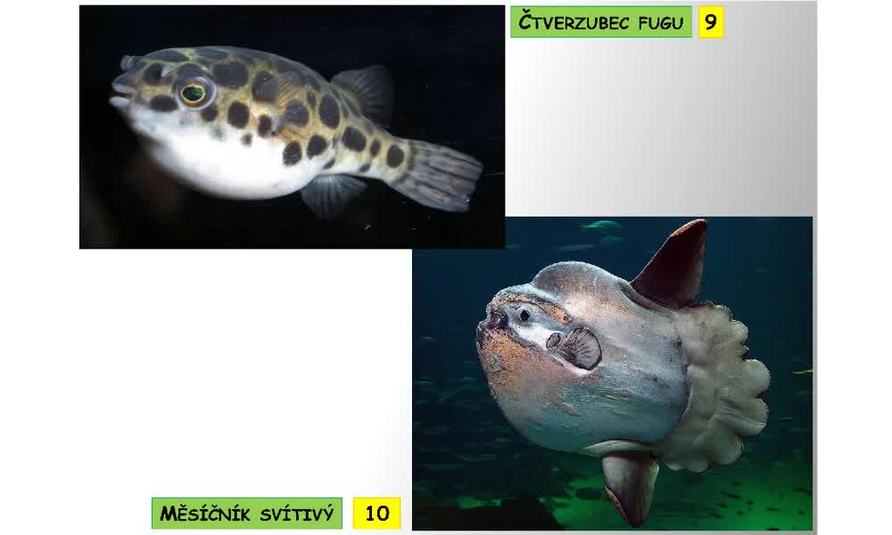 5. náhled výukového kurzu Systém a evoluce strunatců - systém ryb - kostnatí (hrdloploutví, platýsi, čtverzubci)