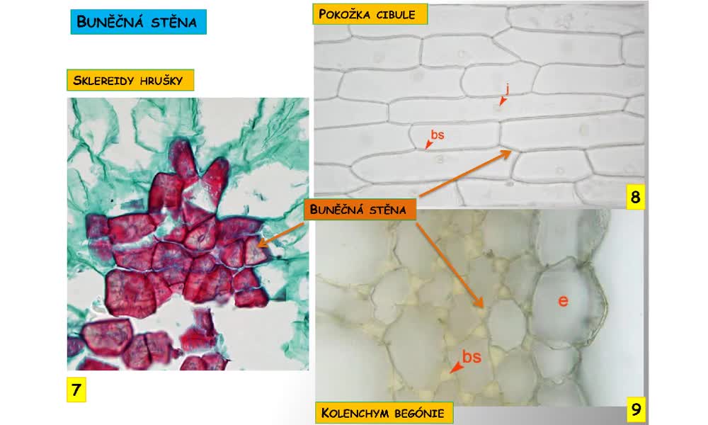 4. náhled výukového kurzu Buněčná stavba a fyziologie buněk, rozmnožování buněk