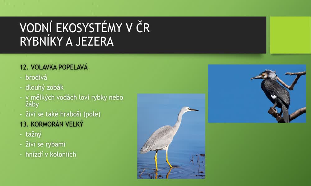 4. náhled výukového kurzu Vodní ekosystémy v ČR - obratlovci
