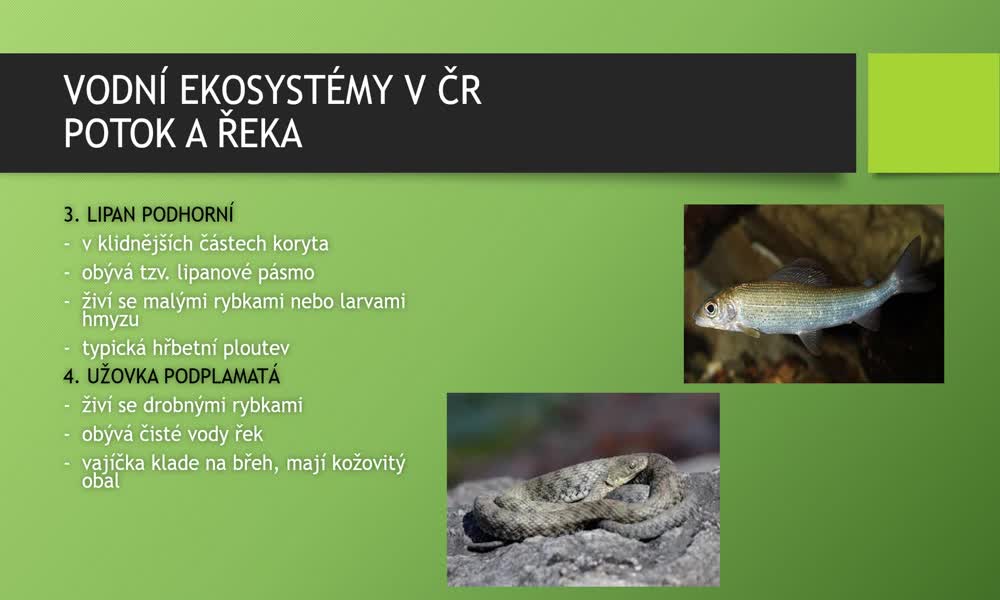 6. náhled výukového kurzu Vodní ekosystémy v ČR - obratlovci