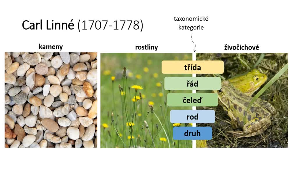 4. náhled výukového kurzu Taxonomie - historie třídění živých organismů