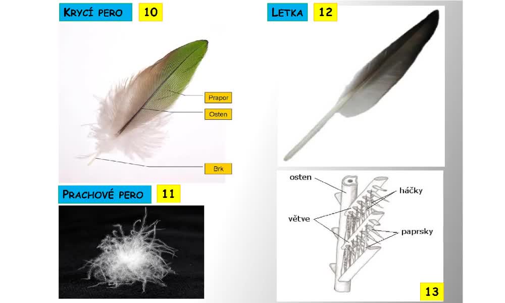 4. náhled výukového kurzu Systém a evoluce strunatců - ptáci - obecná charakteristika