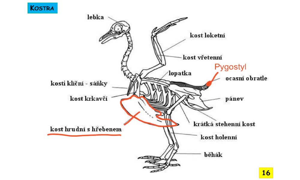 6. náhled výukového kurzu Systém a evoluce strunatců - ptáci - obecná charakteristika