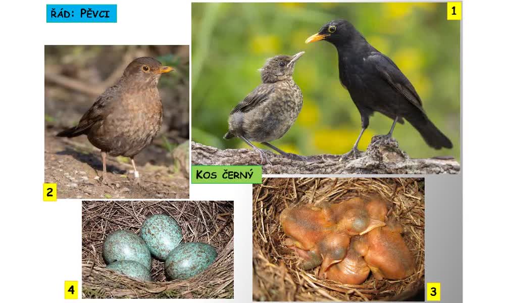 1. náhled výukového kurzu Systém a evoluce strunatců - systém ptáků (pěvci)