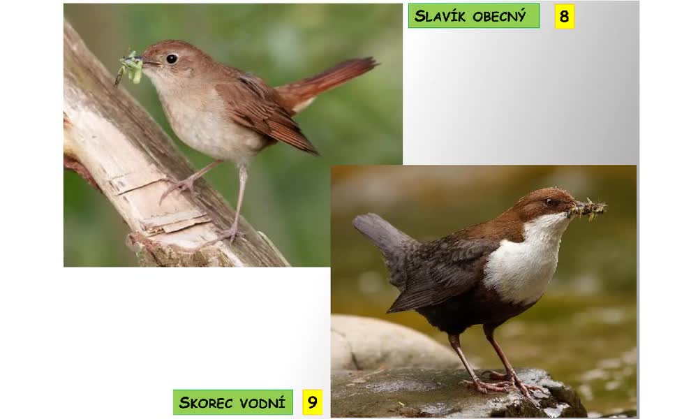 3. náhled výukového kurzu Systém a evoluce strunatců - systém ptáků (pěvci)