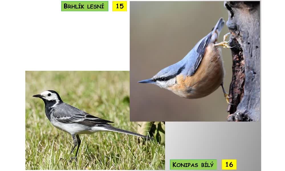 4. náhled výukového kurzu Systém a evoluce strunatců - systém ptáků (pěvci)
