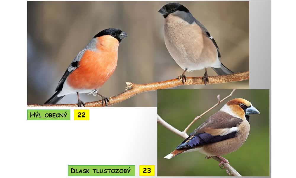 6. náhled výukového kurzu Systém a evoluce strunatců - systém ptáků (pěvci)