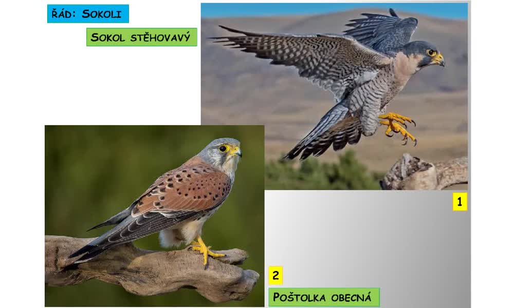 1. náhled výukového kurzu Systém a evoluce strunatců - systém ptáků (sokoli,dravci,kondoři,vrubozobí)