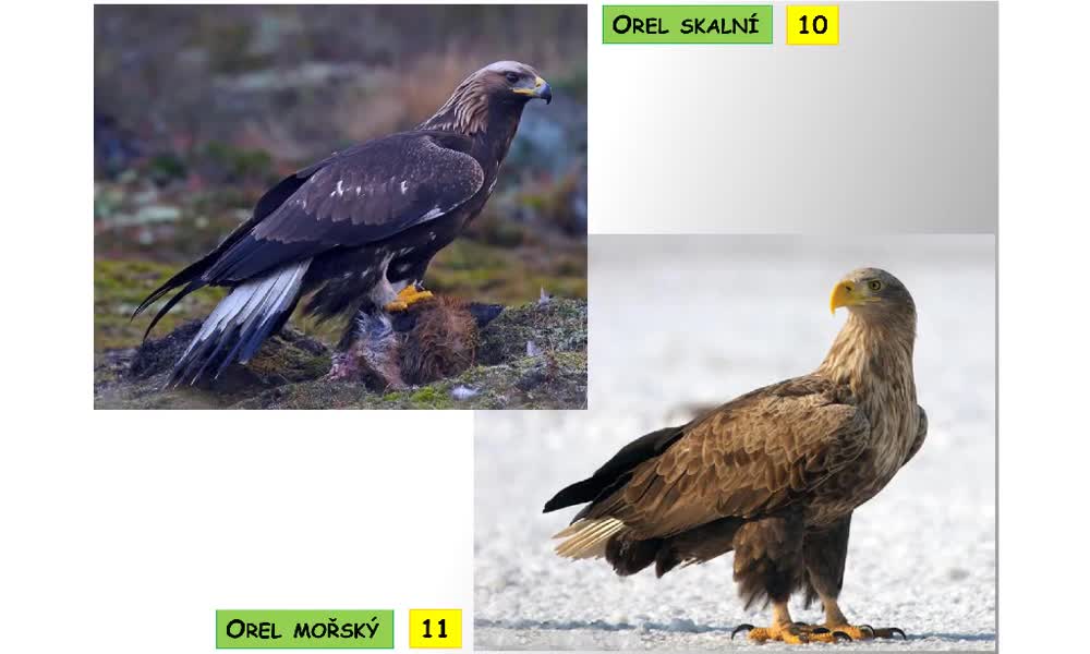 5. náhled výukového kurzu Systém a evoluce strunatců - systém ptáků (sokoli,dravci,kondoři,vrubozobí)