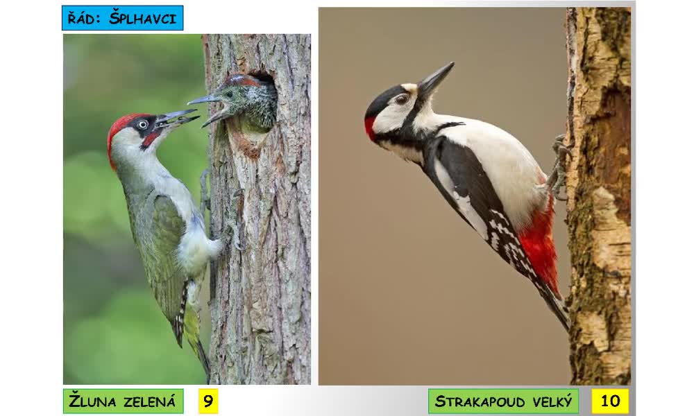 6. náhled výukového kurzu Systém a evoluce strunatců - systém ptáků (běžci a létaví)