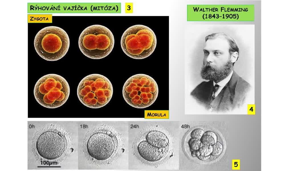 2. náhled výukového kurzu Rozmnožování buněk - mitóza, meióza