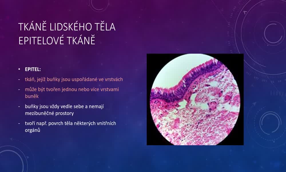 1. náhled výukového kurzu Tkáně lidského těla - typy tkání (Martina Š.)