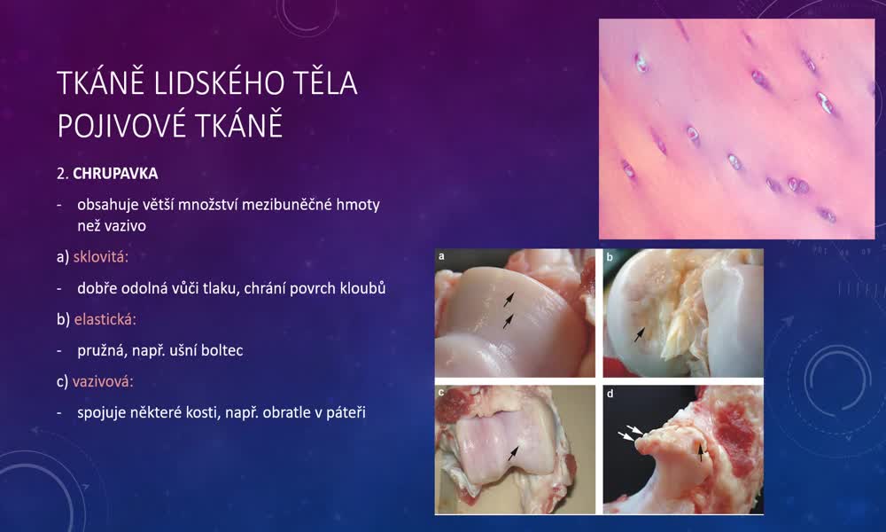 3. náhled výukového kurzu Tkáně lidského těla - typy tkání (Martina Š.)