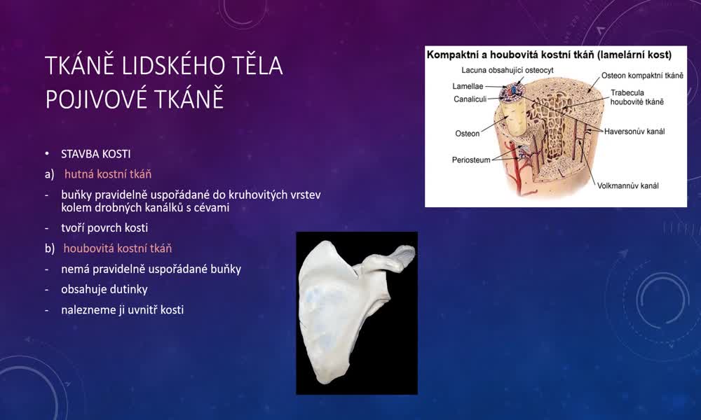 4. náhled výukového kurzu Tkáně lidského těla - typy tkání (Martina Š.)