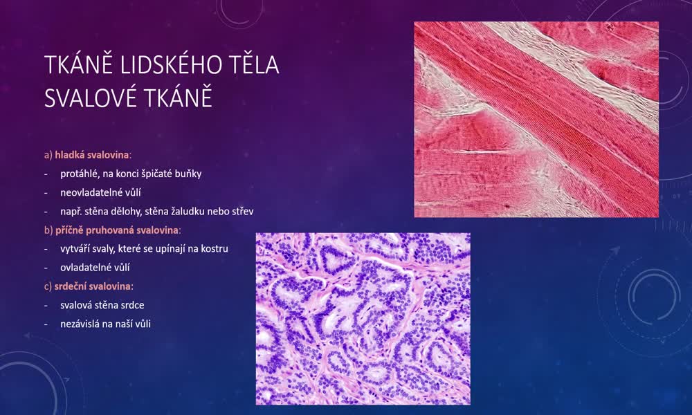 5. náhled výukového kurzu Tkáně lidského těla - typy tkání (Martina Š.)