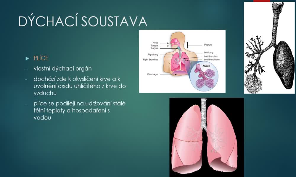 4. náhled výukového kurzu Dýchací soustava 