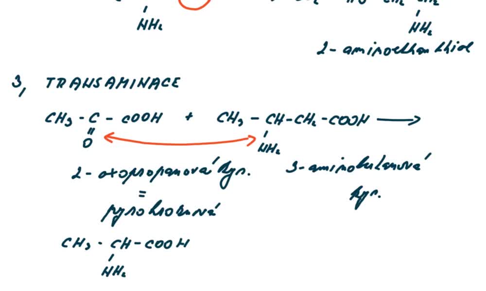 5. náhled výukového kurzu Reakce aminokyselin 