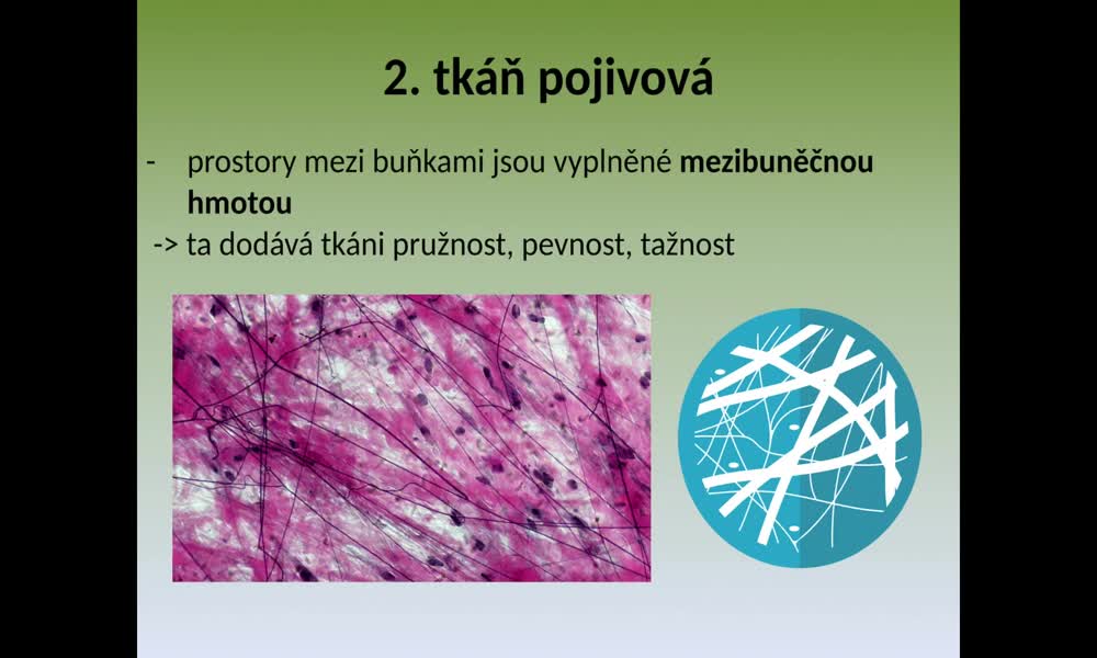 3. náhled výukového kurzu Tkáně lidského těla - typy tkání (Veronika M.)